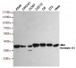 Annexin A1 Antibody